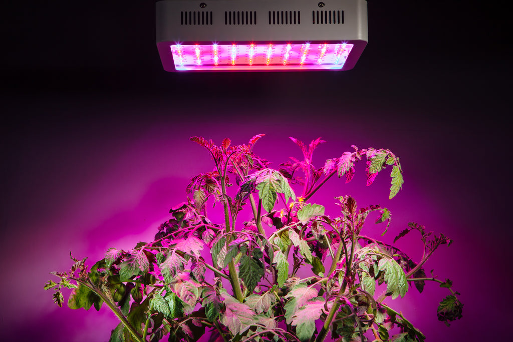 Why Grow Lights Are Essential For Better Plant Health