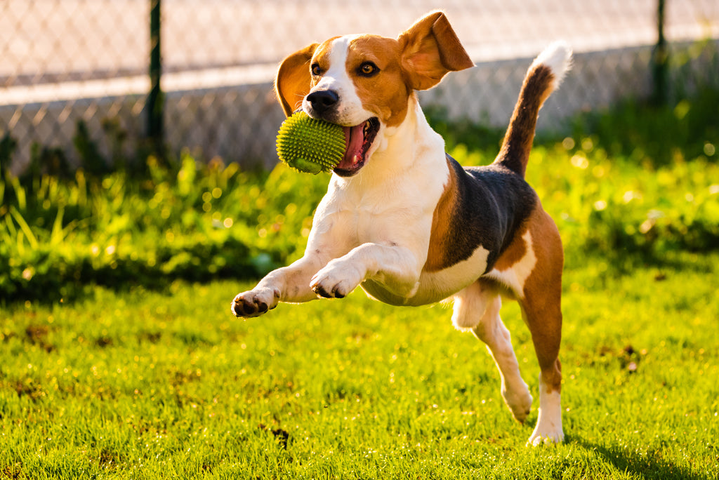 Why These Solar Path Lights are Perfect for Dog Owners